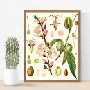 Suche nach almond poster Blumenreich