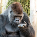 Suche nach gorilla leinwandbilder Primat