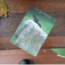 Suche nach niedliches eichhörnchen poster Natur