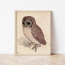 Suche nach eule mit buch poster Vogelvogel