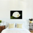 Suche nach calla lily poster Foto