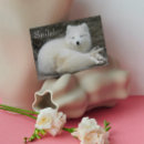 Suche nach weißer fuchs karten Tiere