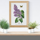 Suche nach lilac poster Lavendel