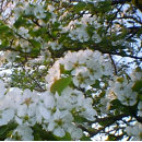 Suche nach rosa bäume leinwandbilder See