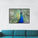 Suche nach pfau foto poster Tier