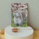 Suche nach graues eichhörnchen postkarten Tierwelt