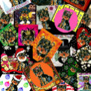 Suche nach yorkshire terrier kleidung Geburtstag