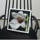 Suche nach trompete blume poster Blüte
