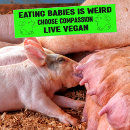 Suche nach babys autoaufkleber Vegan