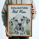Suche nach dalmatinischer hund poster Foto