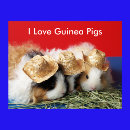 Suche nach cavy poster Rodent