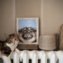 Suche nach tabbykatzen poster Haustier