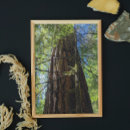 Suche nach fir trees poster Wald