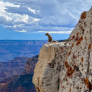 Suche nach eichhörnchen fotos poster Tiere