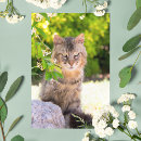 Suche nach grüne katze postkarten Natur