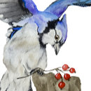 Suche nach waldvogel tassen Waldvögel