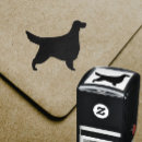 Suche nach gordon setzer Hund