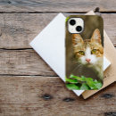Suche nach tabby hüllen Hauskatze