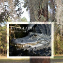 Suche nach everglades postkarten Alligator