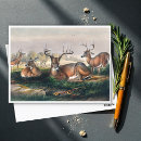 Suche nach weißer wolf postkarten Natur