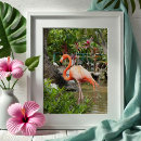 Suche nach pink flamingo kunst poster Fotografie