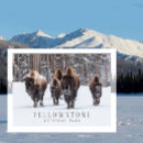 Suche nach bison postkarten Büffel