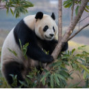 Suche nach weißer und schwarzer bär puzzle Panda