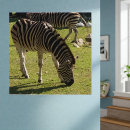 Suche nach zebras kunst poster Schwarz weiße streifen