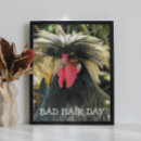 Suche nach lustige hühner poster Hahn