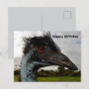 Suche nach australische vögel karten Emu