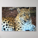 Suche nach großkatzen poster Natur