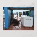 Suche nach bettler postkarten Galapagos