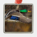 Suche nach fliegender vogel ornamente Wildtiere