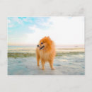 Suche nach spitz hund postkarten Jungtier