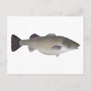 Suche nach barsch postkarten Fisch