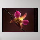 Suche nach phalaenopsis poster Pflanze