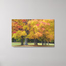 Suche nach ahornbaum leinwandbilder Herbst