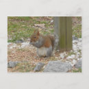 Suche nach eichhörnchen postkarten Tierfreund