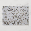 Suche nach aachen poster postkarten Bosque del aache