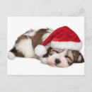 Suche nach havanese postkarten Bichon