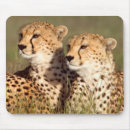 Suche nach wachsamkeit mousepads Gallo images