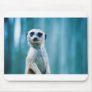 Suche nach meerkats mousepads Fotografie