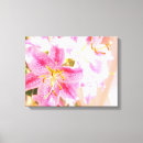 Suche nach stargazerlilie Rosa