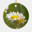 Suche nach gänseblümchen ornamente Natur