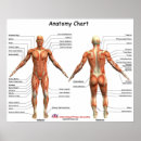 Suche nach anatomie poster Diagramm