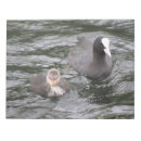 Suche nach niedlicher vogel notizblock Tierwelt