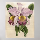 Suche nach cattleya poster Natur