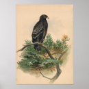 Suche nach antike vögel poster Ornithologie