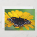 Suche nach orange schwarzer schmetterling karten Blume