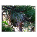 Suche nach die hornisse poster Natur